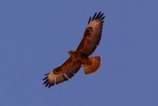 Buteo1.JPG