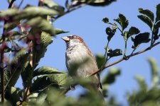 sparrow70-3009x6.jpg