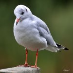 gull2.jpg