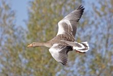 20091008greylag.jpg