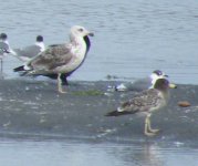 Belcher's Gull DSCF2099.jpg