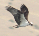 osprey-flight-0416.gif