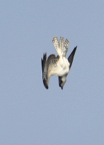 osprey-dive-0407.gif