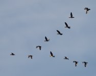 Cormorant-flock-small.jpg