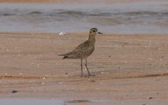 3.PacificGoldenPlover.JPG