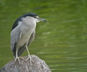 bc night heron GF1 swzm25x_1010063.jpg