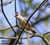 Black-chined Yuhina.jpg