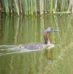 Great Grebe DSCF2165.jpg