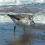 Sandpiper, Western, Biolab Rd, Merritt Is, FL 1358.jpg