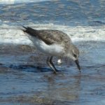 Sandpiper, Western, Biolab Rd, Merritt Is, FL 1363.jpg