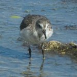 Sandpiper, Western, Biolab Rd, Merritt Is, FL 1364.jpg