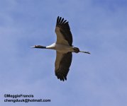 black necked cranes 6.jpg