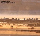 black necked cranes 8.jpg