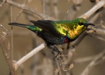 Marico Sunbird, Matembeni Hide, Kruger National Park.jpg