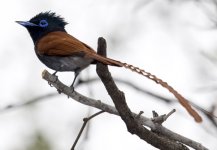 African Paradise Flycatcher, Letaba Camp, Kruger National Park.jpg