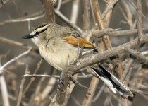 Brown-crowned Tchagra, Matembeni Hide, Kruger National Park.jpg