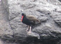 Blackish Oystercatcher DSCF2198.jpg