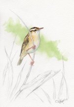 Aquatic Warbler001.jpg