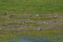 Snow_Bunting_Girdle_Ness_141109j.jpg