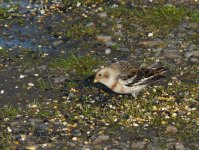 Snow_Bunting_Girdle_Ness_141109f.jpg