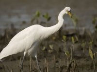 great egret G1 om50.2 sw20x c _1620567.jpg