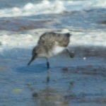 Sandpiper, Western, Biolab Rd, Merritt Is, FL 1360.jpg