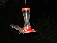 orange nectar bat.jpg