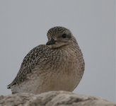 American sandpiper.jpg