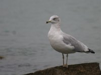 American gull.jpg