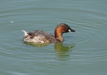 Z11Grebe Little Quinta da Largo 091009109102009.jpg