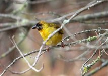 99 Weaver Bird Black Headed 1a Quinta da Lago 041009.jpg