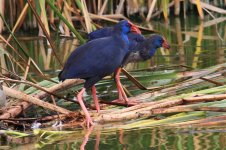 99b Rails Purple Gallinule 1z Quinta da Lago 041009.jpg