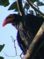 Greater yellow-headed vulture-v2-DSCF2263.jpg