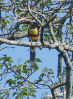 Chestnut-eared Aricari.jpg