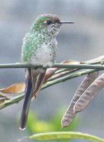 black-tailed trainbearer-fem-DSCF2311.jpg