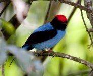 _Blue Manakin_01.jpg