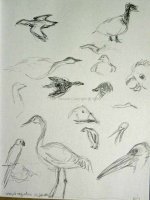 wingedMigrationSketches_No3.jpg