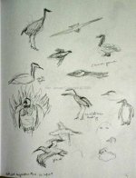 wingedMigrationSketches_No2.jpg