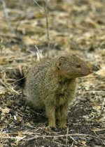 Slender Mongoose 2, Kruger National Park.jpg