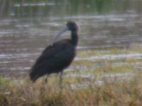 glossy Ibis 1.jpg