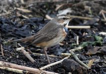 bally bluethroat 1.jpg