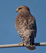 red shouldered hawk_1660855.jpg