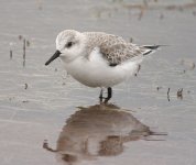 sanderling_1660249.jpg