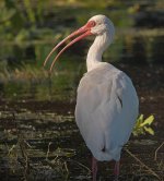 white ibis_1660915.jpg