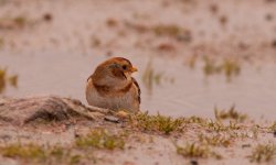 1850 Snow Bunting.jpg