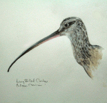 curlew-bill.gif