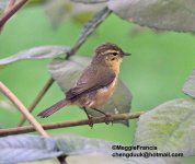 abberant bush warbler.jpg