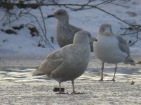 2w Glaucous Gull AVL.jpg