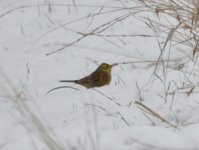 Beddington Farm Yellowhammer 1.jpg