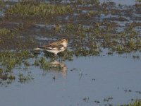 Snow_Bunting_Girdle_Ness_151109b.jpg